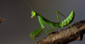Mante Religieuse