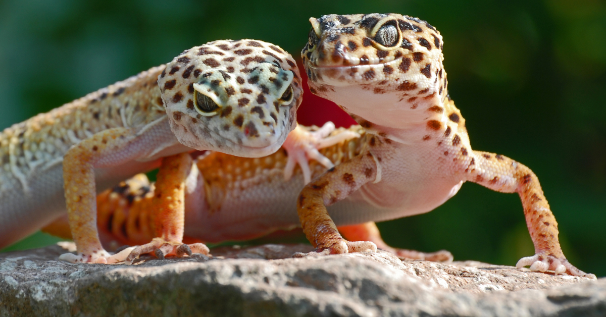 Gecko Léopard