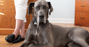 Dogue Allemand