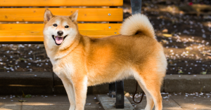 Shiba Inu