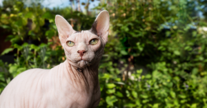 Chat Sphynx