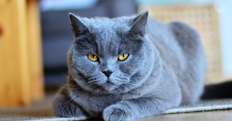 Chat Chartreux