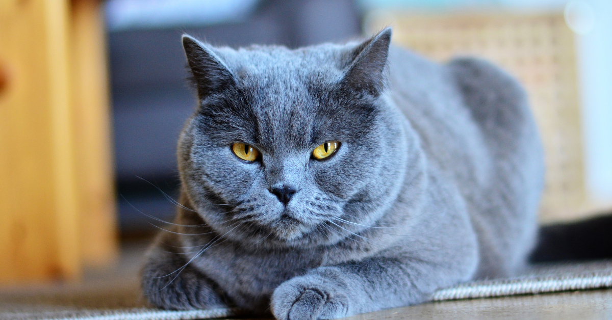 Chat Chartreux