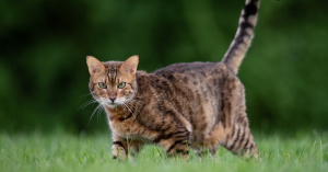 Chat Bengal