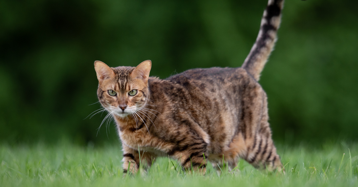 Chat Bengal