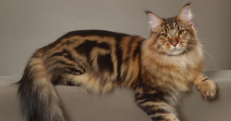 Maine Coon