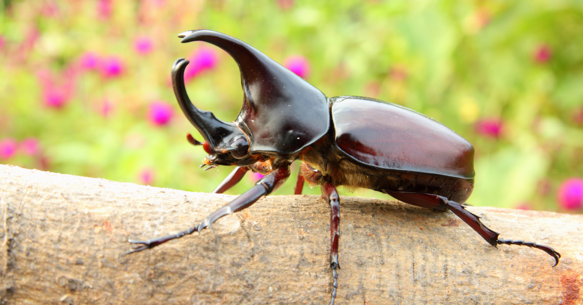 Scarabé Rhinocéros