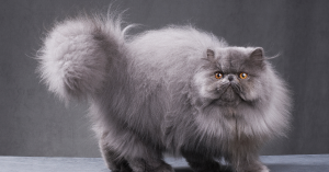 Chat Persan