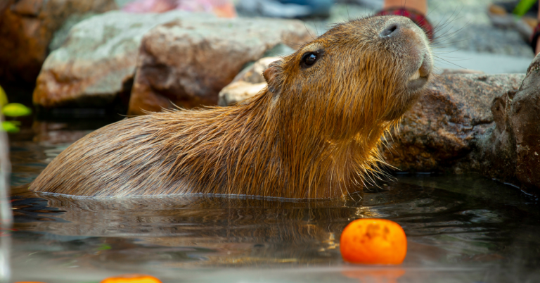 Capybara