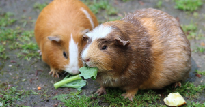 Cochon d'Inde
