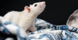 Rat Domestique
