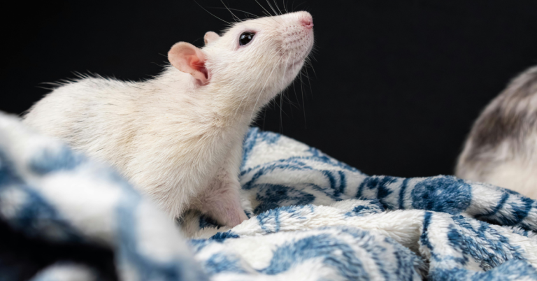 Rat Domestique