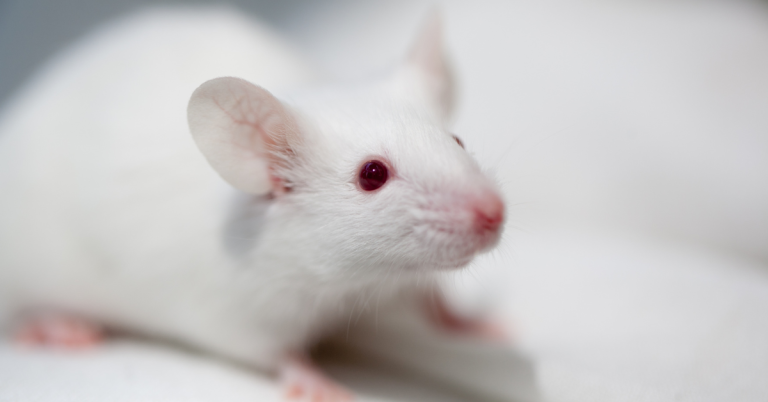 Souris Blanche