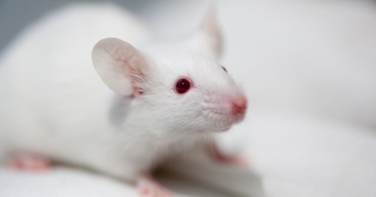 Souris Blanche