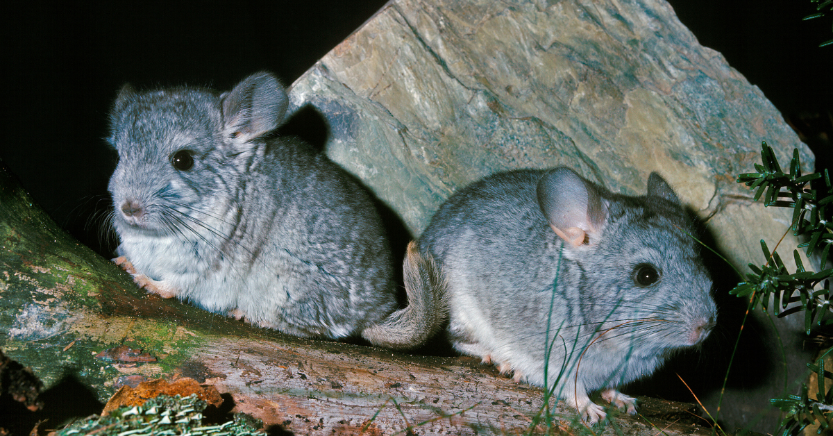 Chinchilla