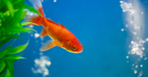 Poisson Rouge