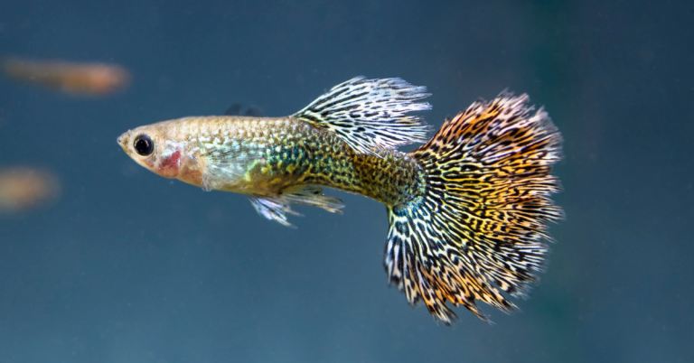 Guppy