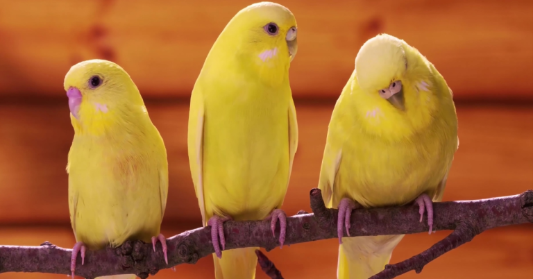 Canari