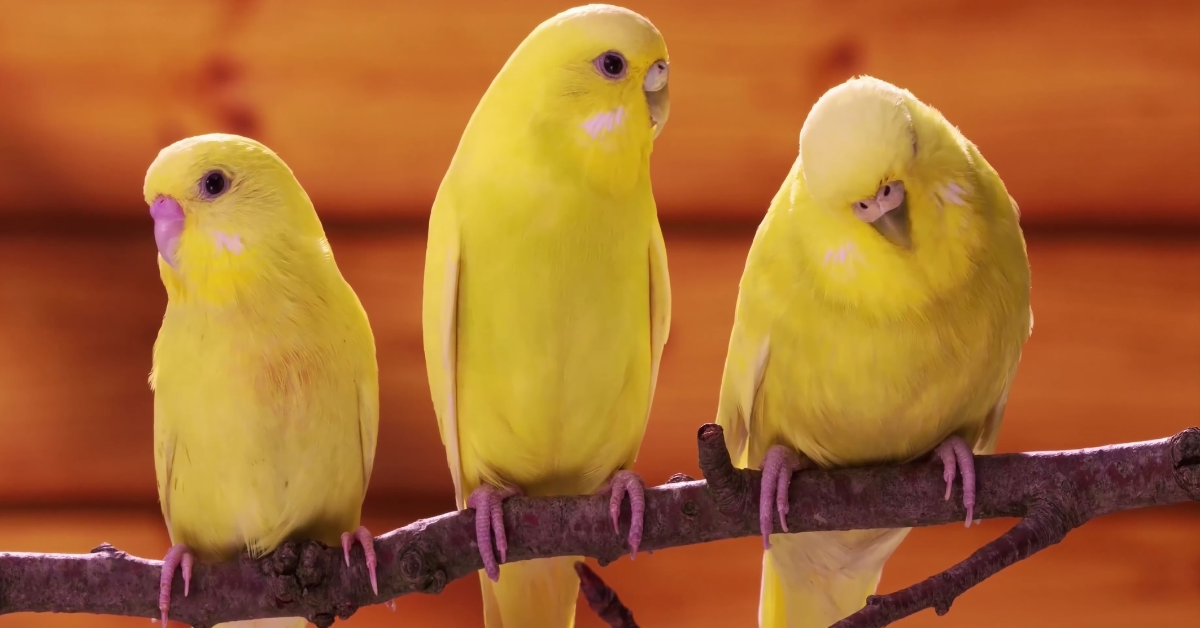 Canari
