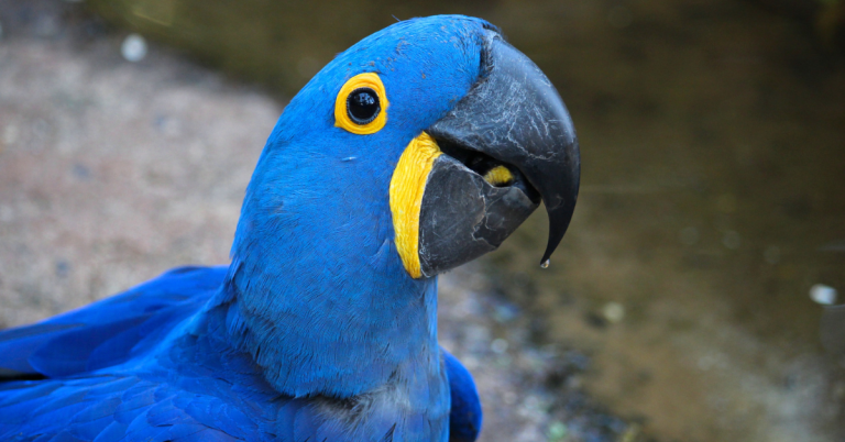 Ara Bleu