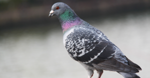 Pigeon Voyageur