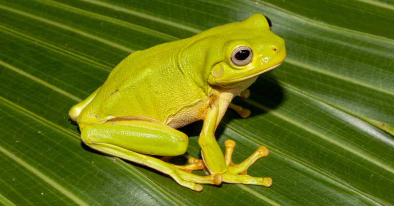 Grenouille Verte