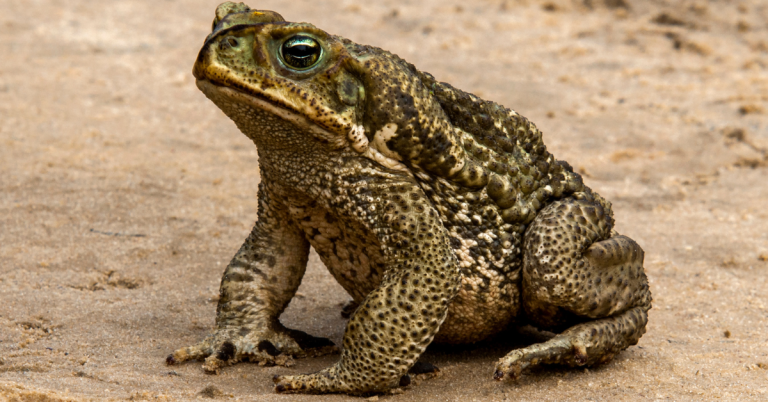 Crapaud Commun