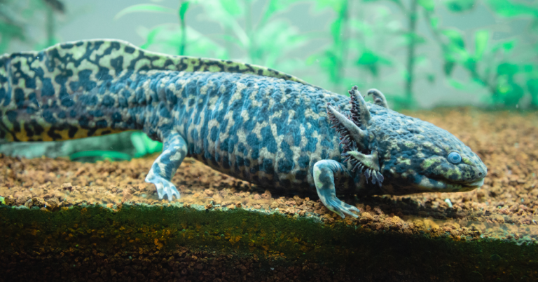 Axolotl