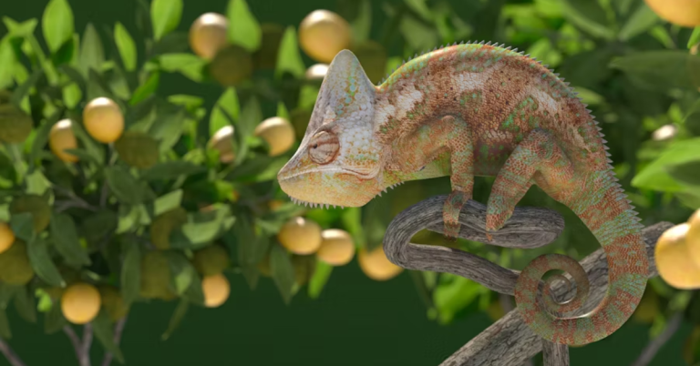 Caméléon Voilé
