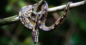 Python Royal