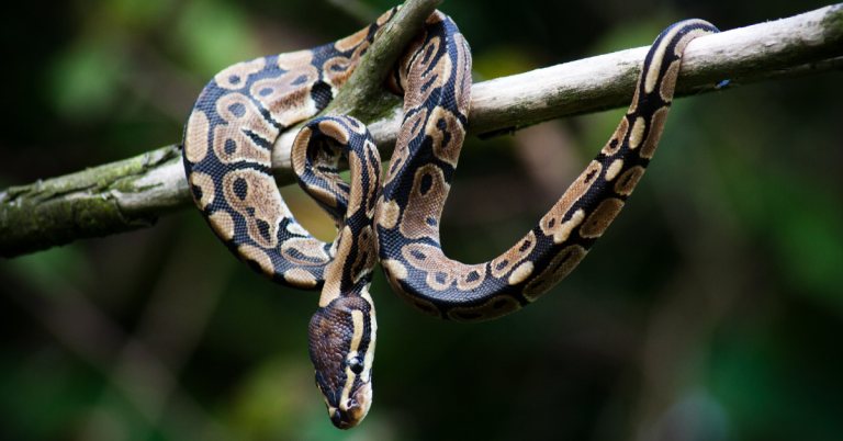 Python Royal