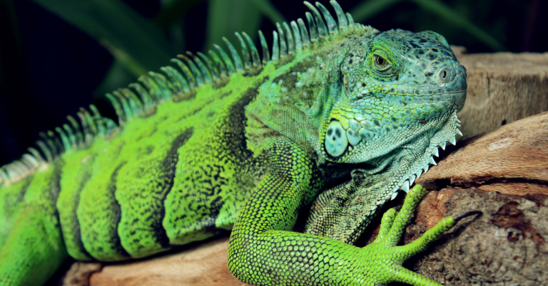 Iguane Vert
