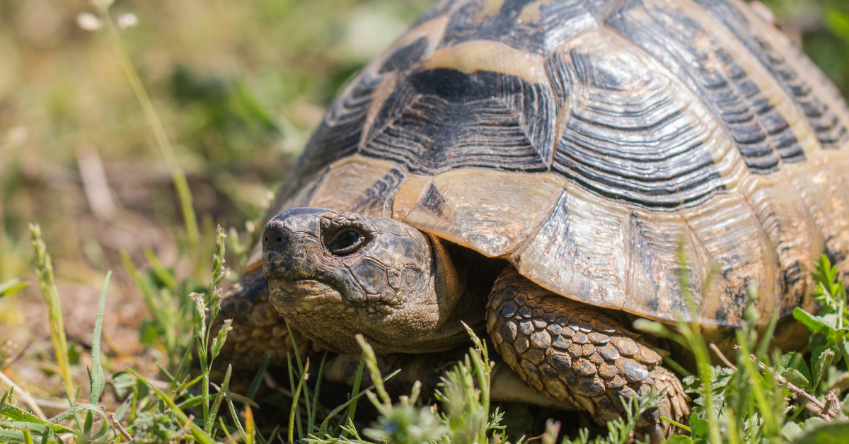 Tortue Hermann